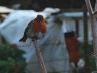 A red-breasted robin at Foster Road allotments