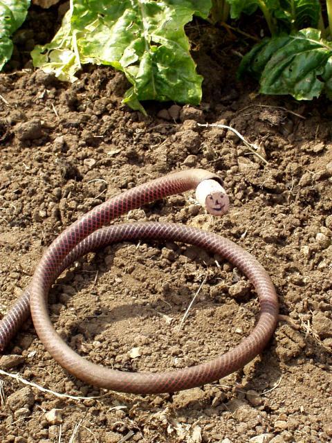 Snake keeping cats away from a newly-sown seed bed