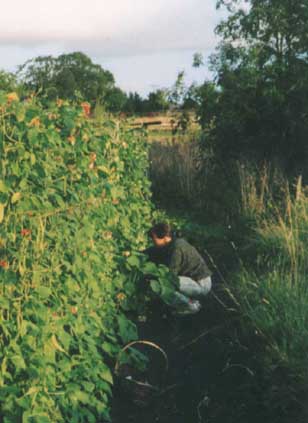 Picking runner at Comberton Allotments