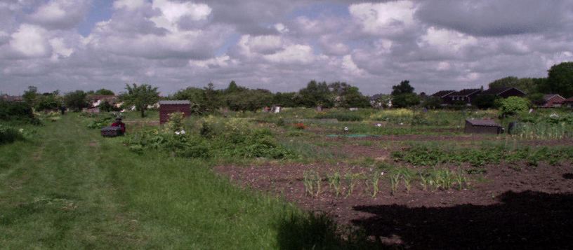 View of Girton Allotments (photo courtesy of Dr. Douglas De Lacey)