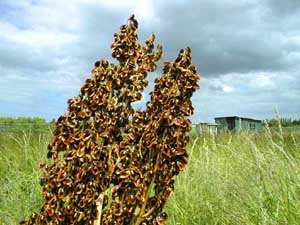 Rhubarbseeds at Burnside