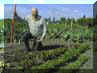 More evidence that allotments are good for you
