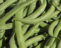 Dwarf green beans
