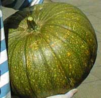 Heavy pumpkin!
