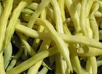 Dwarf yellow beans