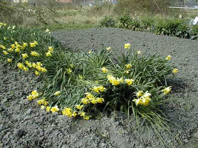 DamagedDaffodils.jpg (44103 bytes)