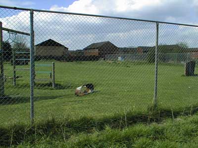 PlayArea.jpg (26820 bytes)