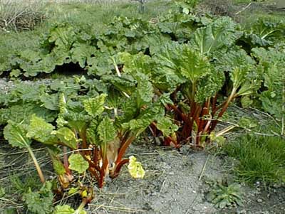 rhubarb2.jpg (42515 bytes)
